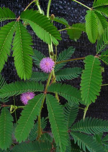 室内不宜摆放的绿色植物