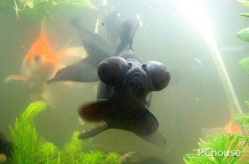 客廳風(fēng)水 新年養(yǎng)哪些魚(yú)旺財(cái)