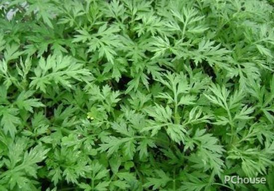 家居風(fēng)水布置 10種庭園植物為你驅(qū)邪運