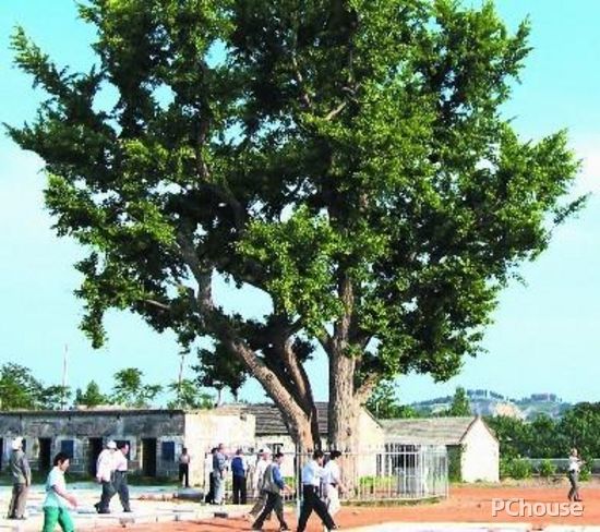 家居風(fēng)水布置 10種庭園植物為你驅(qū)邪運