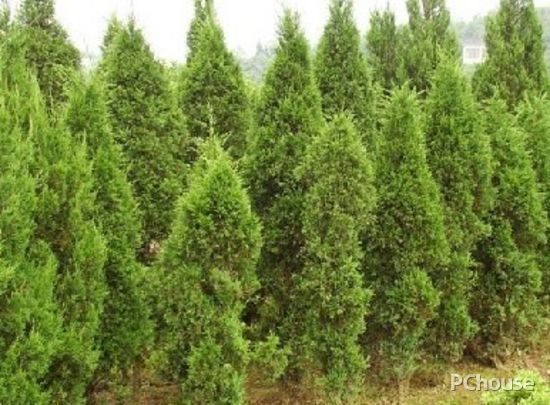 家居風(fēng)水布置 10種庭園植物為你驅(qū)邪運
