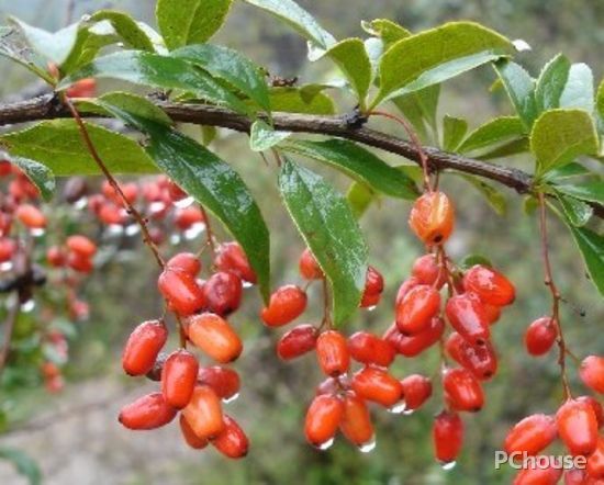 家居風(fēng)水布置 10種庭園植物為你驅(qū)邪運(yùn)