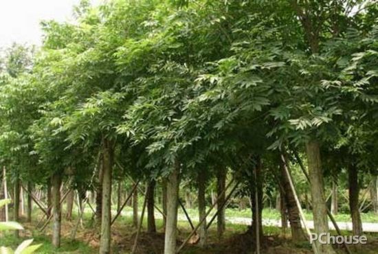 家居風(fēng)水布置 10種庭園植物為你驅(qū)邪運(yùn)