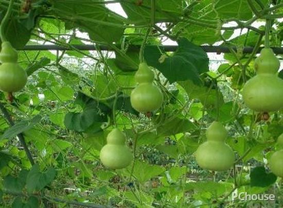 家居風(fēng)水布置 10種庭園植物為你驅(qū)邪運(yùn)