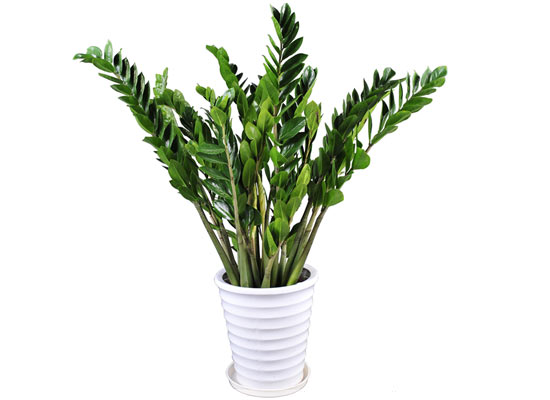 旺财植物:金钱树好招财