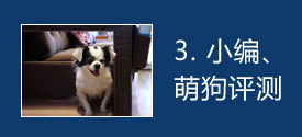 宠物沙发