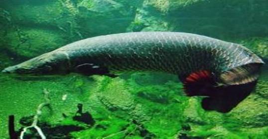 世界上最大的淡水鱼