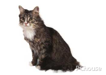 西伯利亚森林猫多少钱一只