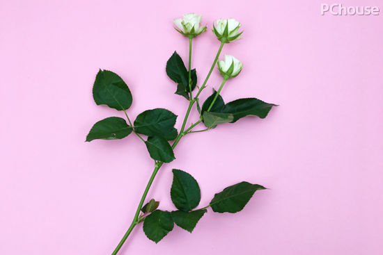 如梦如幻,纯白色系手捧花束制作教程 如梦如幻,纯白色系手捧花束制作教程