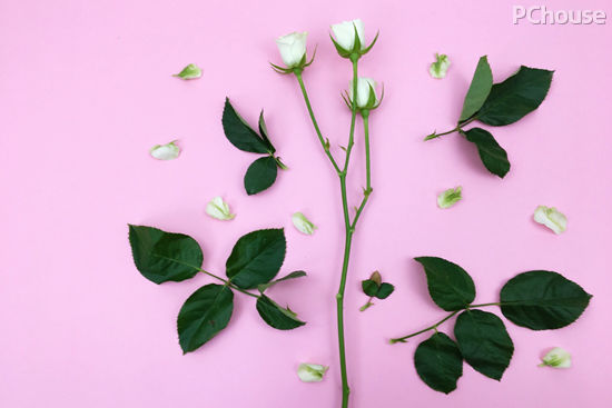 如梦如幻,纯白色系手捧花束制作教程 如梦如幻,纯白色系手捧花束制作教程