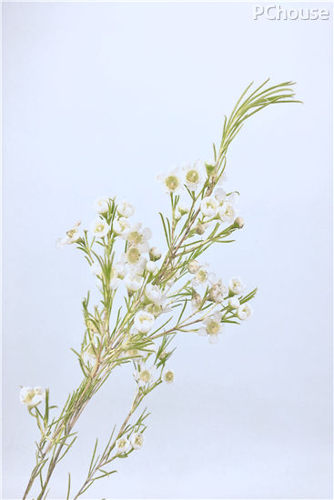 如梦如幻,纯白色系手捧花束制作教程 如梦如幻,纯白色系手捧花束制作教程