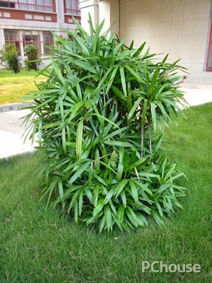 棕竹的养护技巧