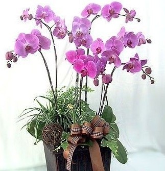 风信子的花语 风信子花卉知识风信子的花语 风信子花