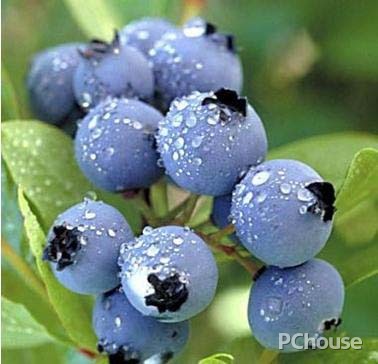 蓝莓怎么吃