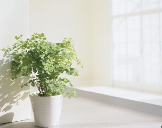 局部装饰 室内花卉植物大集锦