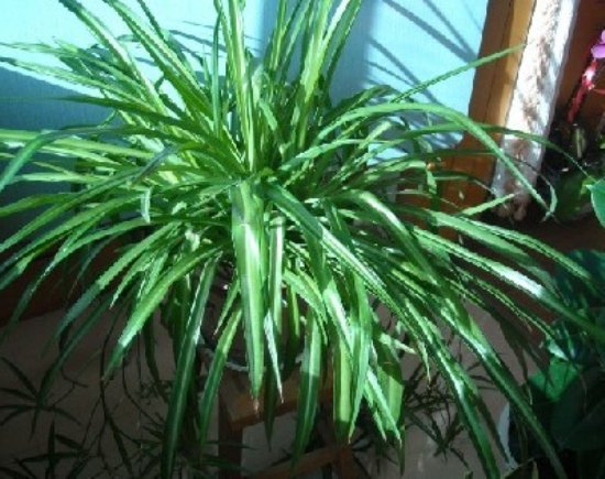 局部装饰 室内花卉植物大集锦