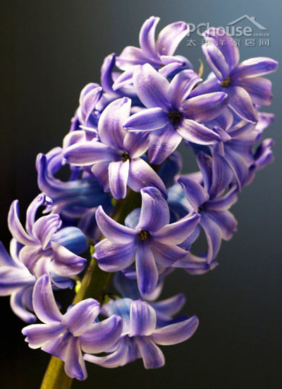 新年花卉扮家荐3款适宜冬季培育的花 家装案例 太平洋家居网