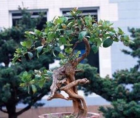 各种须知家居风水 植物与屏风的巧妙摆放