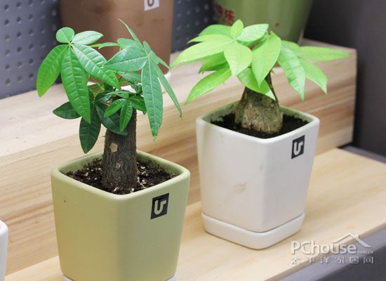 绿色家居好风水提升健康运的植物推荐 室内风水 太平洋家居网