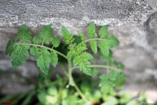 番茄种植记录