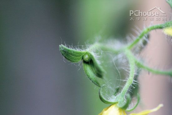 番茄种植记录