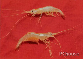 脊尾白虾的养殖技术