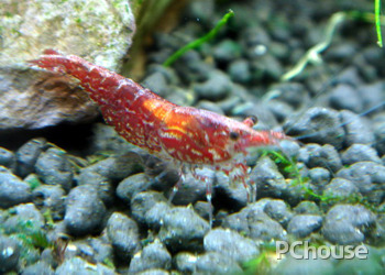 樱花虾的繁殖与饲养