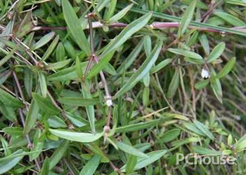白花蛇舌草的功效与作用 白花蛇舌草的种植技术 食用白花蛇舌草的注意事项 家居百科 太平洋家居网