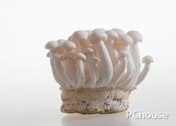 白玉菇的种植技术