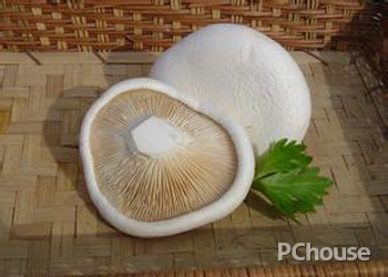 白灵菇的种植技术