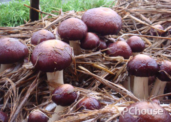 大球盖菇的种植技术