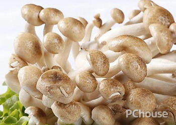蟹味菇的种植技术