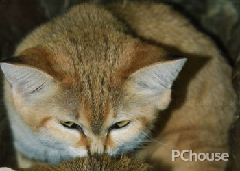 土耳其梵猫生活习性