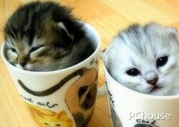 茶杯猫生活习性
