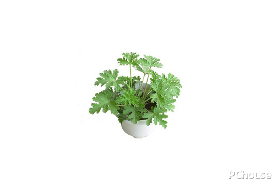 驱蚊草怎么养 盆景植物报价