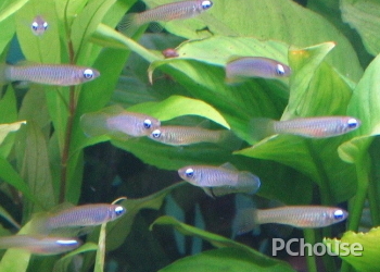 二线蓝眼灯鱼繁殖