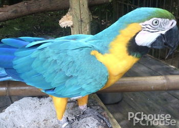 蓝黄金刚鹦鹉饲养方法