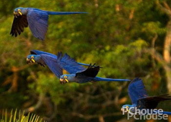 蓝紫金刚鹦鹉生活环境