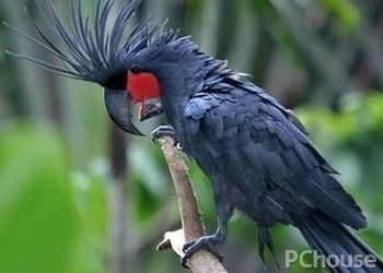红尾黑凤头鹦鹉饲养方法