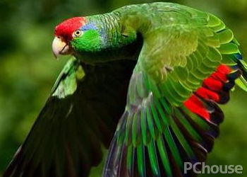 绿颊亚马逊鹦鹉饲养方法