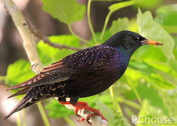 紫翅椋鸟饲养方法