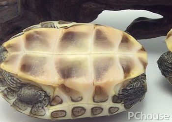 中华花龟饲养方法