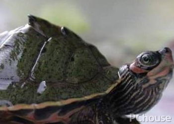 印度棱背龟饲养方法