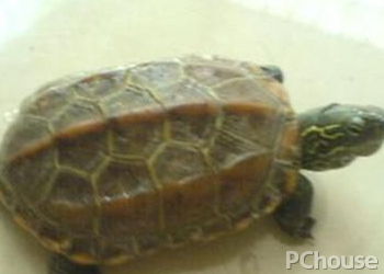 腊戌拟水龟饲养方法