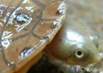巴西蛇颈龟价格