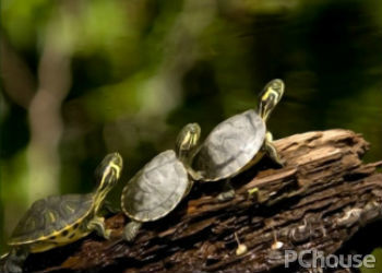 拟眼斑水龟饲养方法