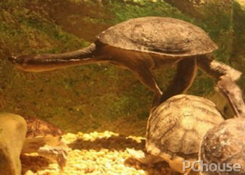 刺股蛇颈龟饲养方法