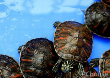 红头蛇颈龟饲养方法