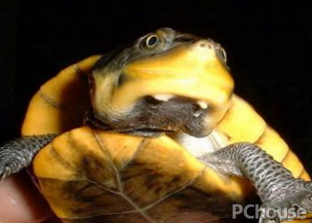 巴西放射刺颈龟饲养方法