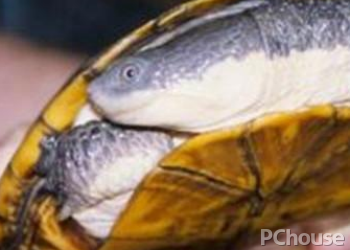 缅甸孔雀龟饲养方法